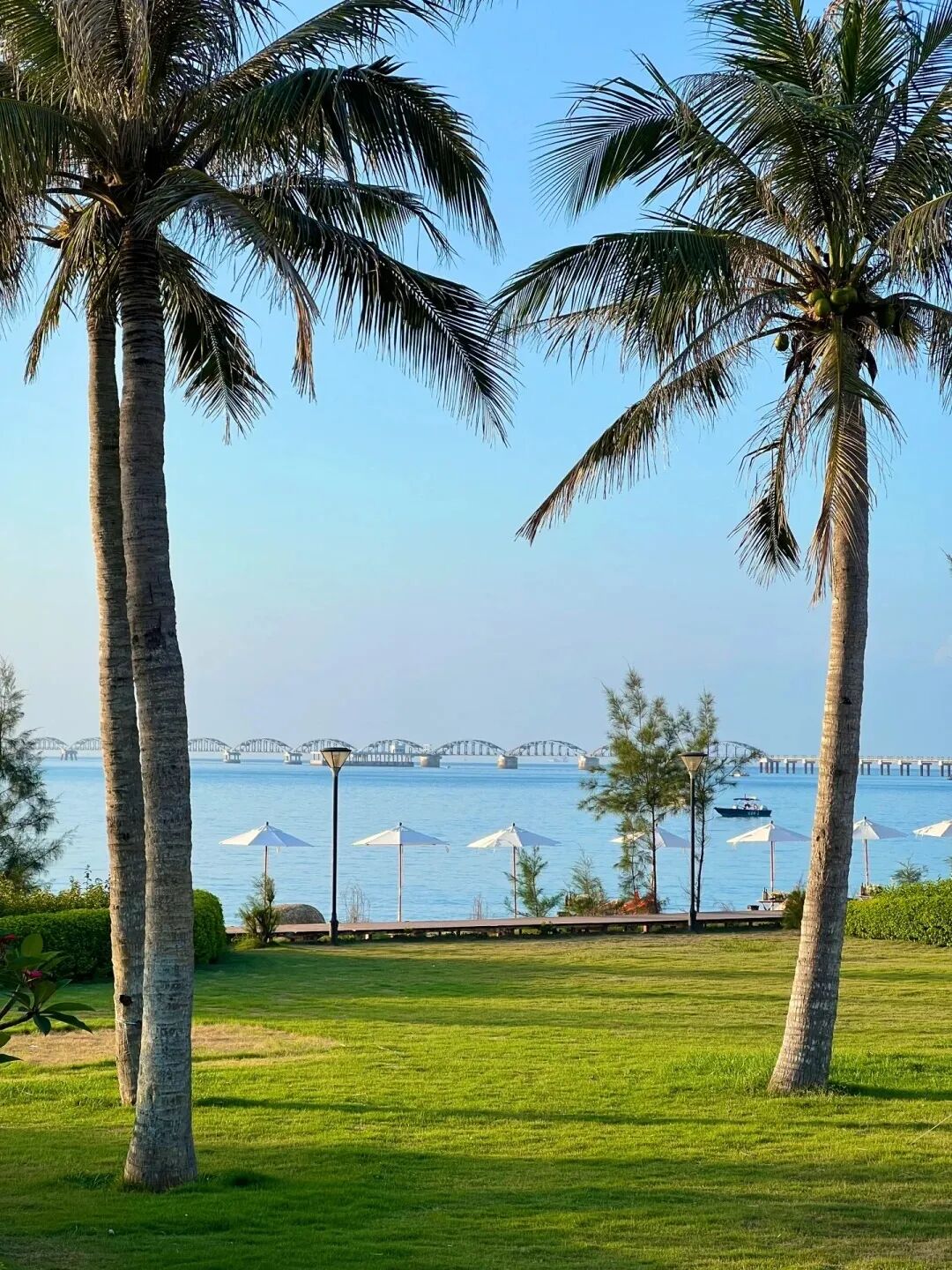 海岛椰林
