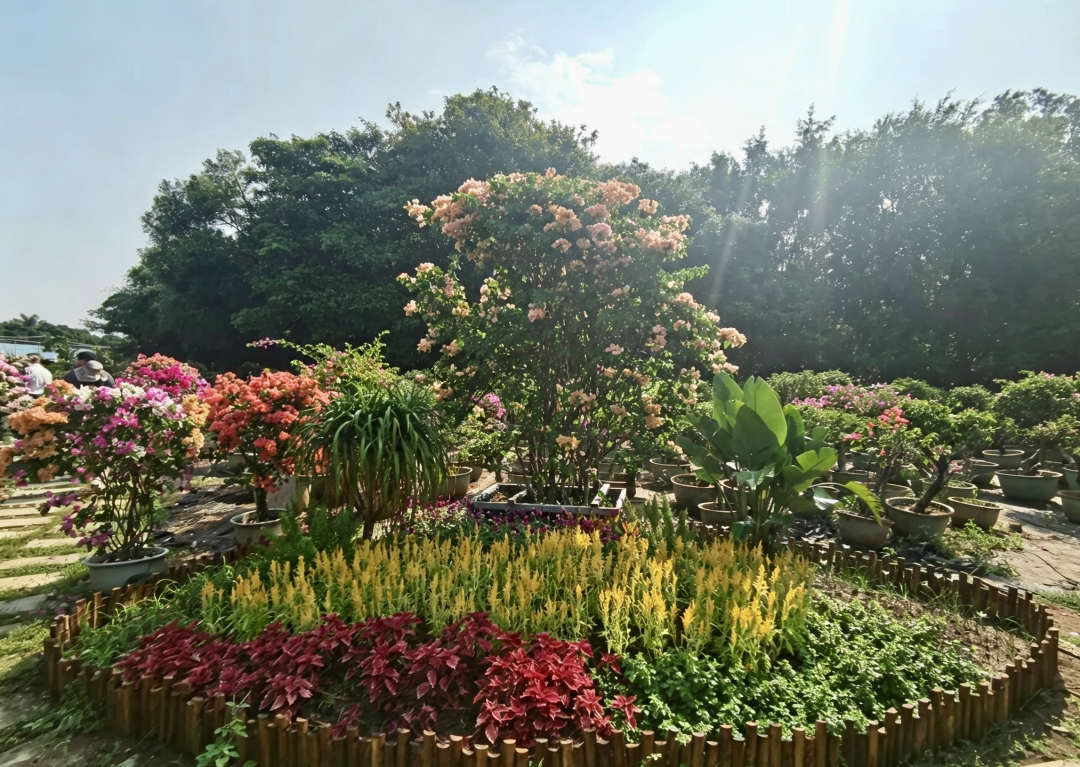 花坛花境远景